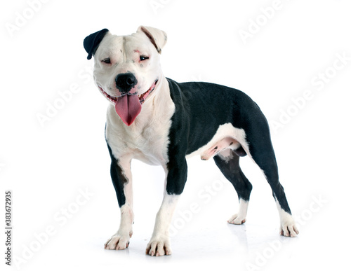 Slika na platnu american staffordshire terrier