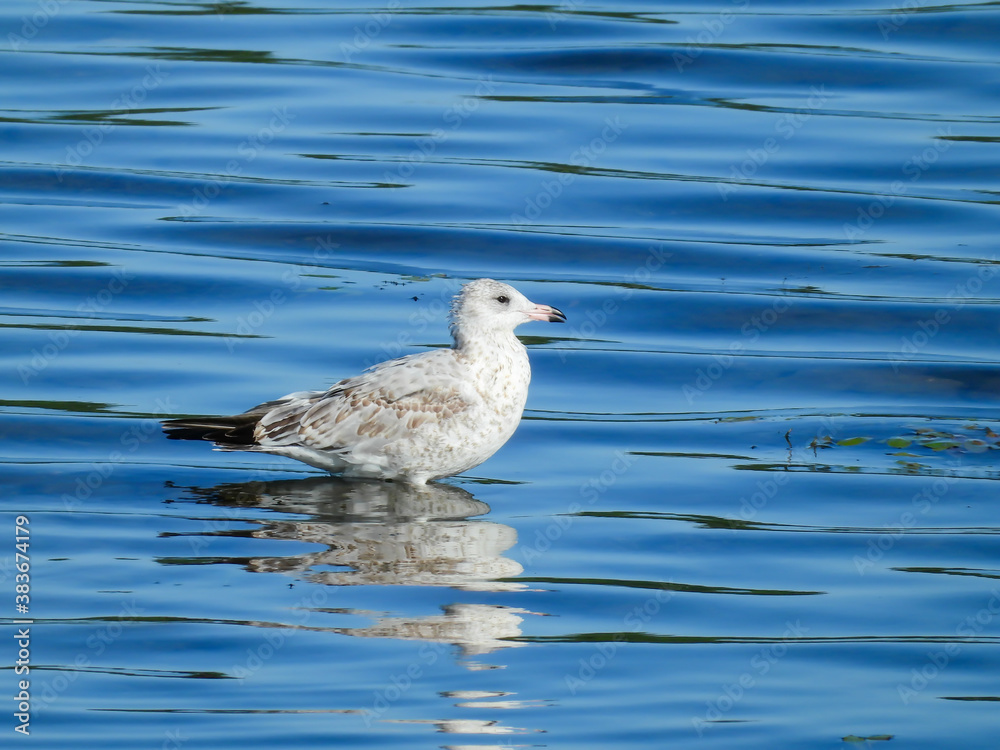 Ring-Billed Gull Waterfowl Bird Stands in Water with Reflection in Lake Water and Shiny Ripples in Water