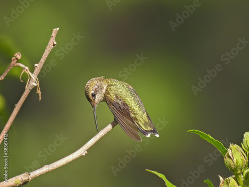 Ruby-Throated Hummingbird Leans Over with Narrow Beak Touching Branch Hummingbird is Perched On Bush Stem