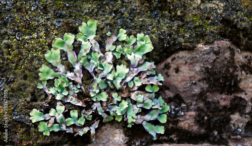 Green lichen on stone wall  Ouro Preto  Brazil