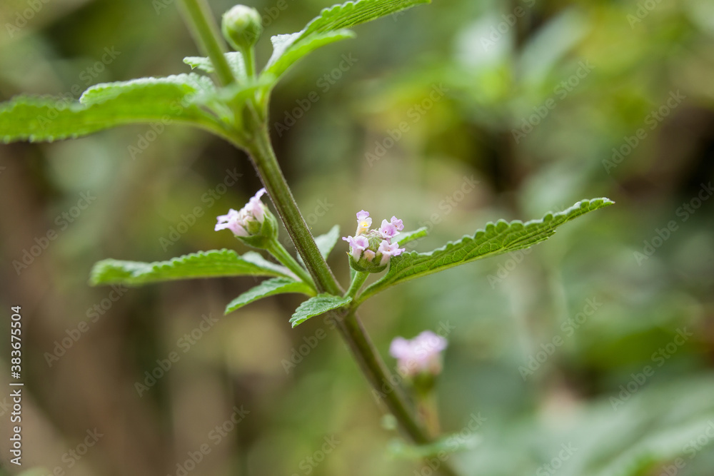 Lippia alba - Fresh leaves of soon relief medicinal plant. Lippia alba - Fresh leaves of soon relief medicinal plant.