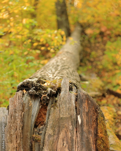 Fallen Tree with autumn colors in portrait mode