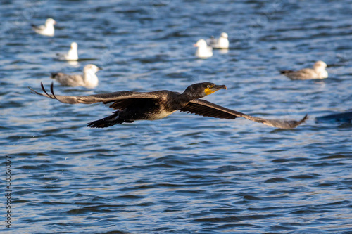 Cormorant Taking Flight over Water Frontlit by Sunlight