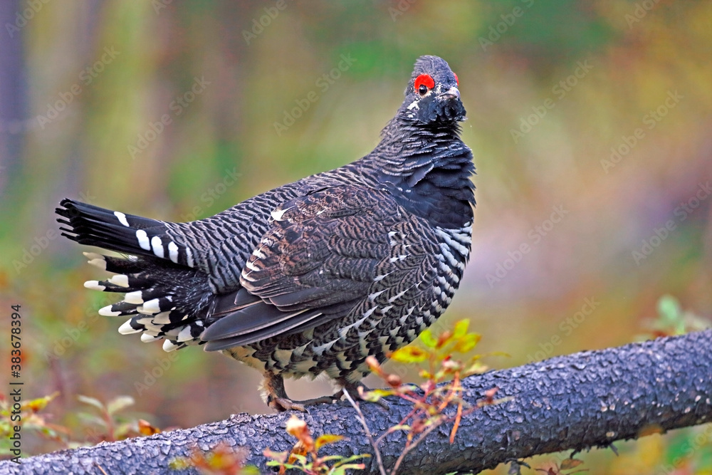 Spruce Grouse standing on pine log in boreal forest, Watching, alert