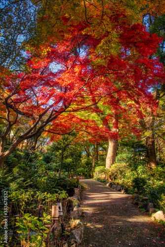 Autumn colors in a park in Tokyo  Japan  The red and yellow leaves of the Japanese maple  acer palmatum