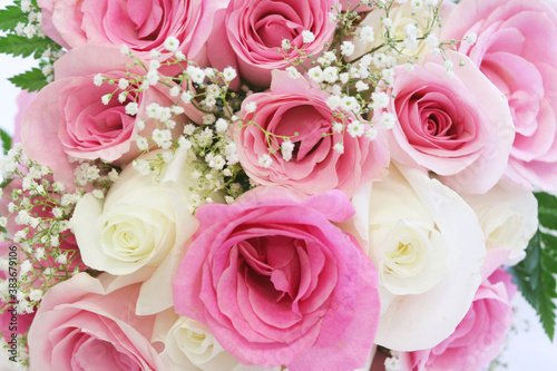 Slika na platnu Bright and spunky pink and white roses
