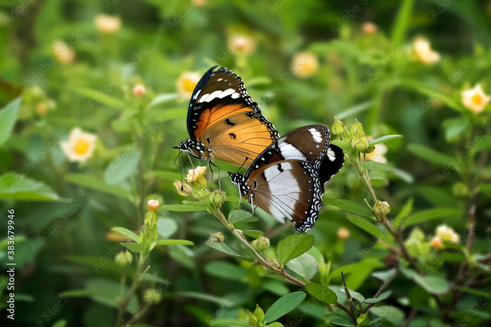 Butterflies mating and flying around with bokeh and green natural background Butterflies mating and flying around with bokeh and green natural background