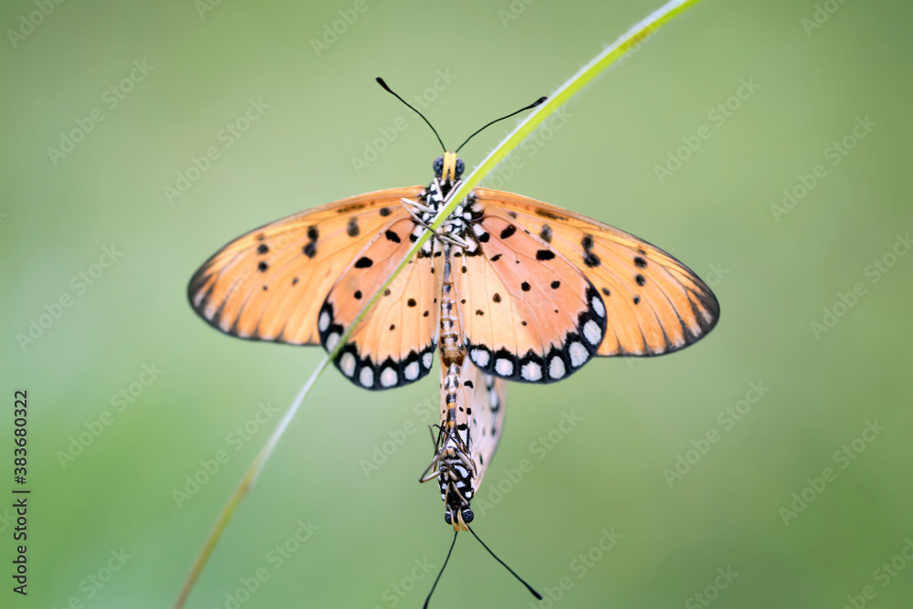 Butterflies mating and flying around with bokeh and green natural background Butterflies mating and flying around with bokeh and green natural background