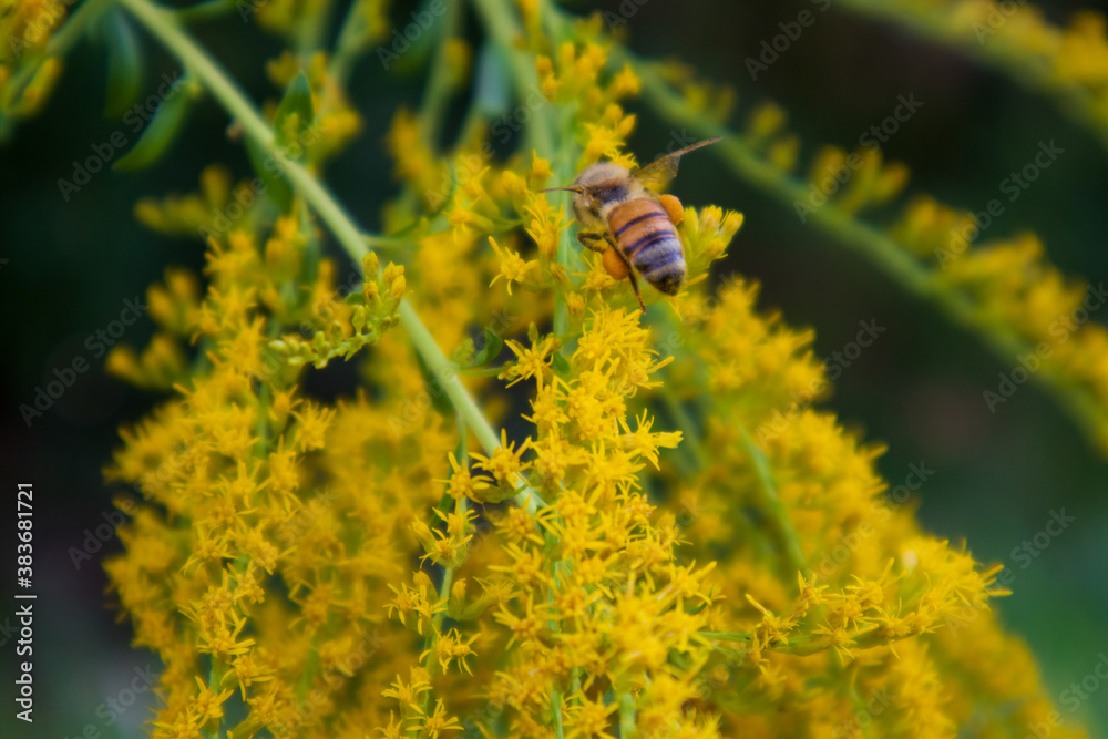 Honey Bee On The Bright Yellow Flowers