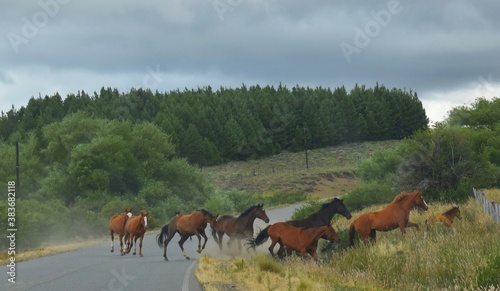 caballos cruzando la ruta