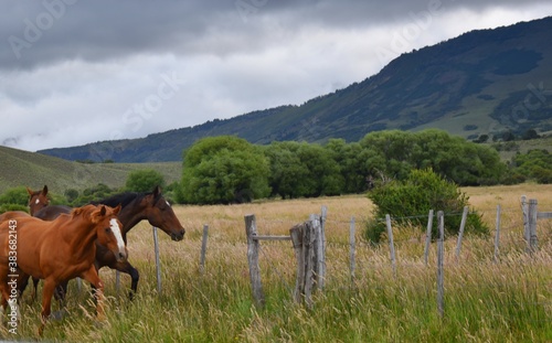 Caballos libres en el campo