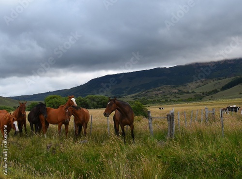 caballos
