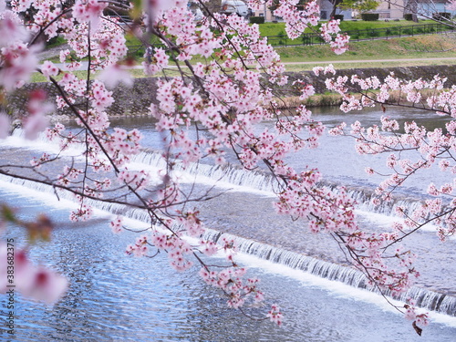 鴨川沿いの桜