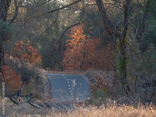 Jedediah Smith Memorial Trail in autumn photo