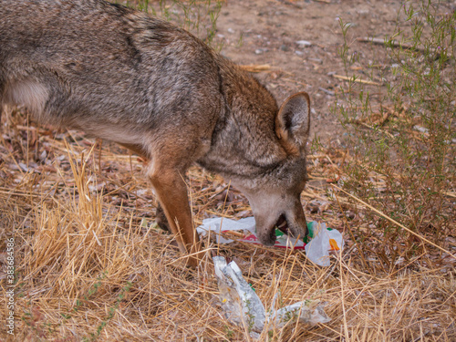 Canvas Print Coyote (Canis latrans) picking through discarded fast food trash