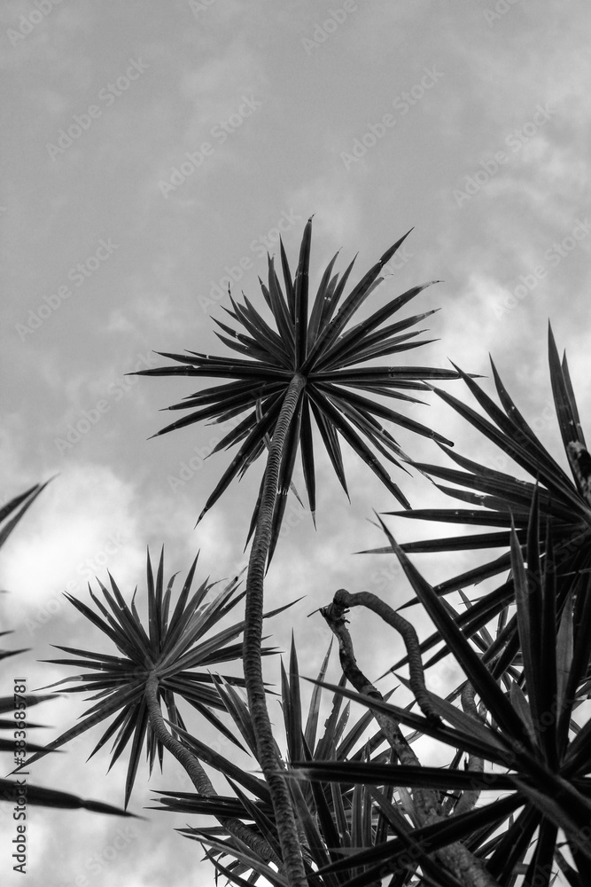 Fototapeta premium Look up coconut tree black and white
