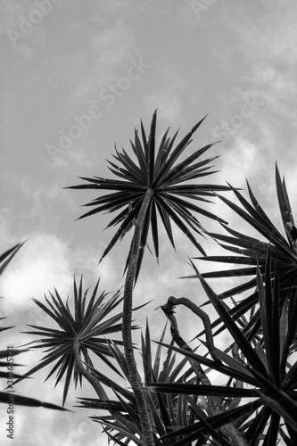 Look up coconut tree black and white