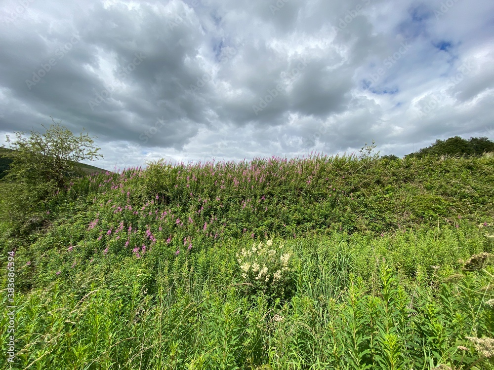 Wild plants and and pink flowers, set against a cloudy sky on, Slackcote Lane, Oldham, UK