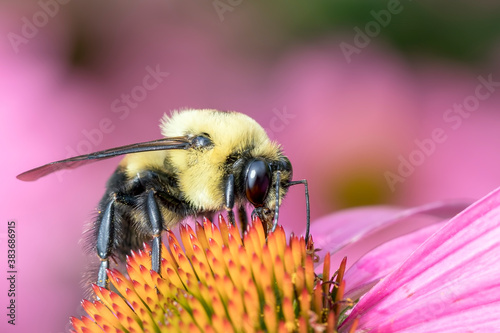 Macro of a Bumble Bee on the Bloom of a Coneflower © RR Photos