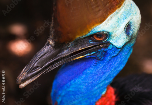 The australian Cassowary (Cassuarius cassuarius) photo