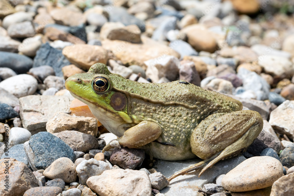 Close Up of a Green Frog on Rocky Ground Close Up of a Green Frog on Rocky Ground