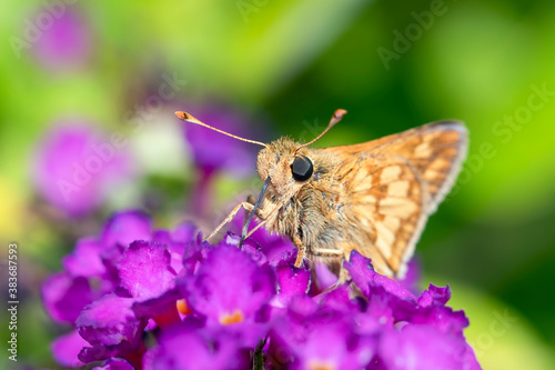 Macro of a Skipper Butterfly on the Purple Blooms of a Butterfly Bush