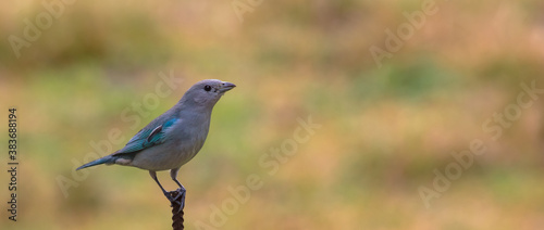 Close up de ave azul isolada © JCLobo