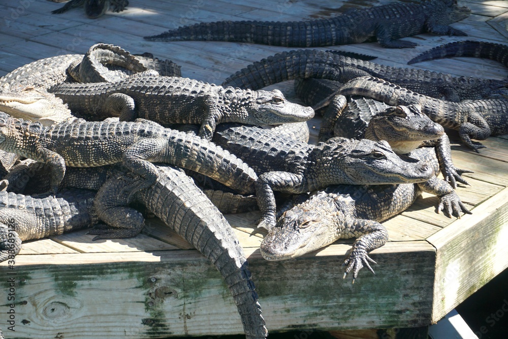 Fototapeta premium crocodile in the water