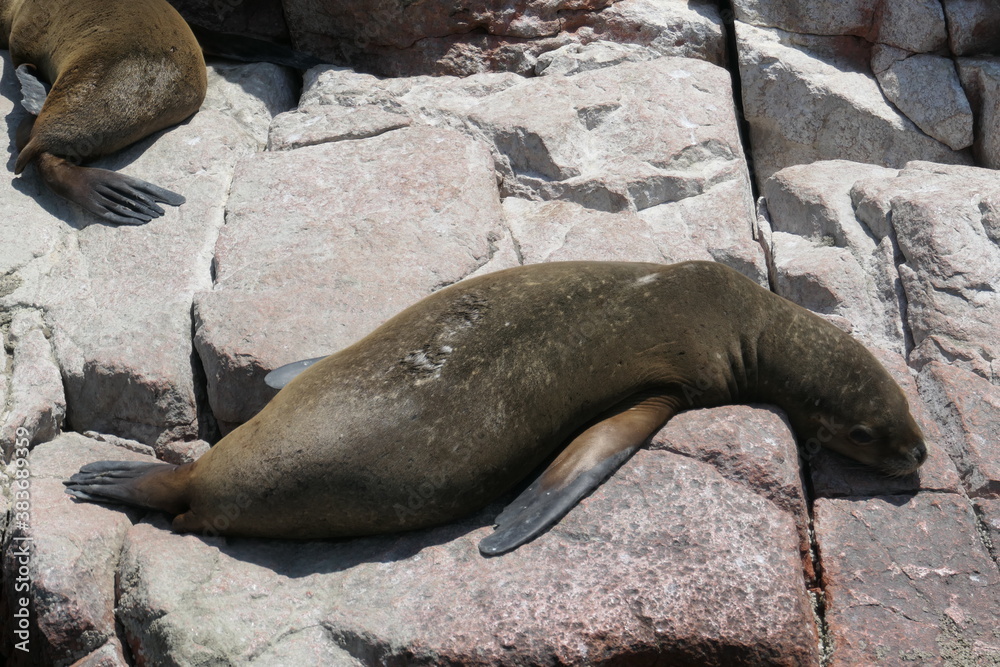 island sea lions island sea lions