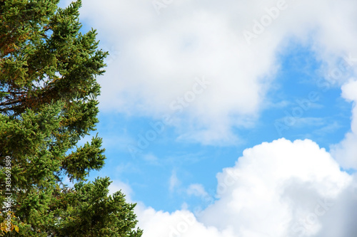 Evergreen tree and blue sky photo