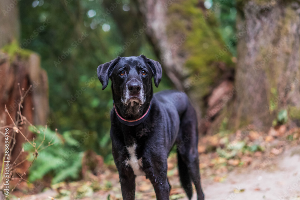 Big Black Dog in the Woods