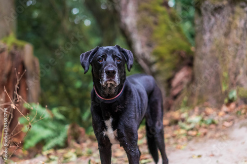 Big Black Dog in the Woods
