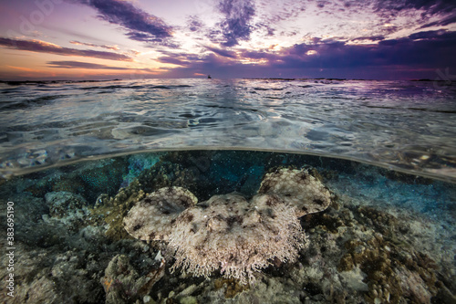 A Wobbegong shark camouflages under the surface © Jemma Craig