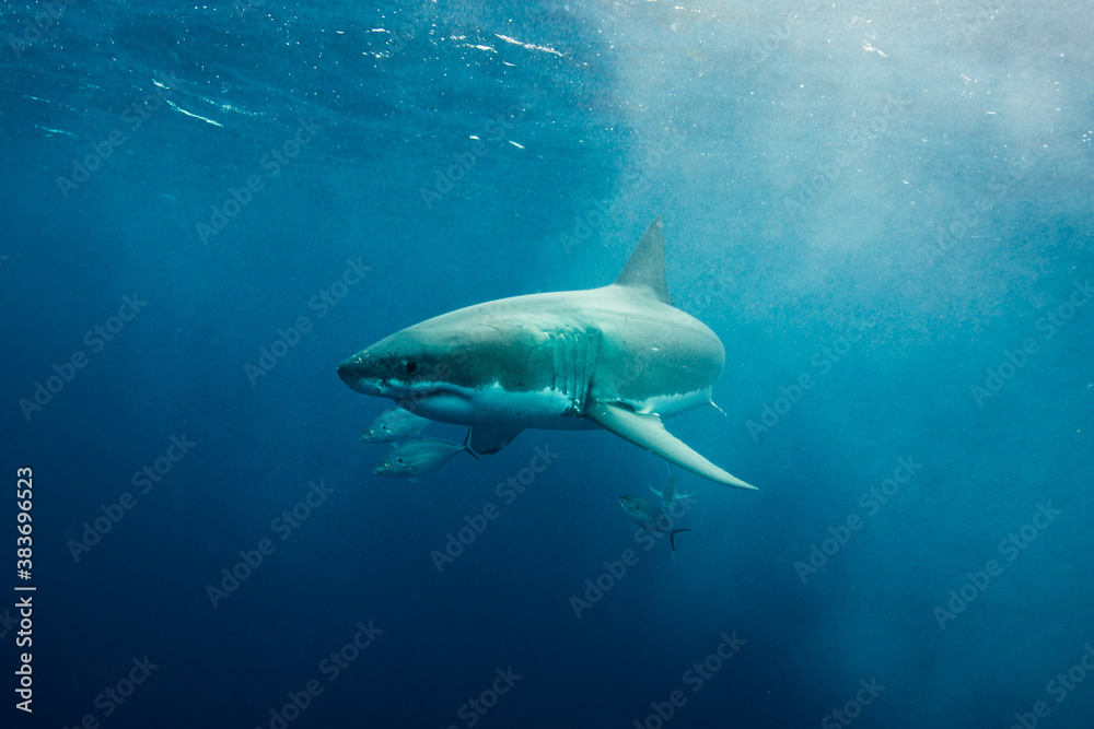 Fototapeta premium A shark swims in open ocean
