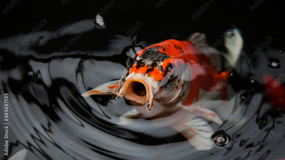 Close up koi fish on surface water, white and red koi fish 