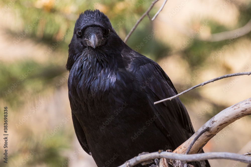 Φωτογραφία A wild raven perched on a branch in Grand Teton National Park (Wyoming)