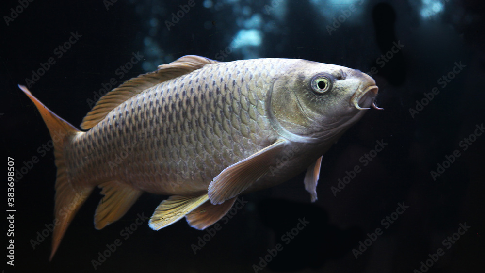 Koi fish, golden koi, silver koi fish isolated on black background