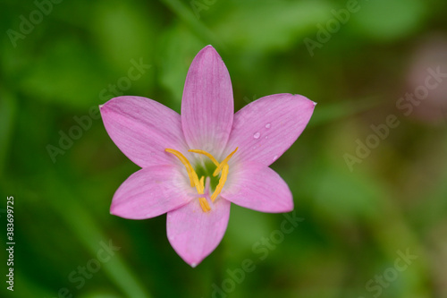 Zephyranthes minuta flower closeup in garden.