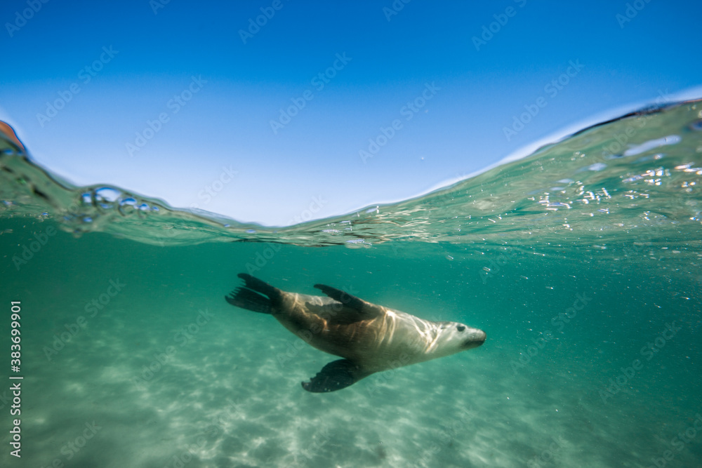 Fototapeta premium A Sea Lion swims playfully under the surface