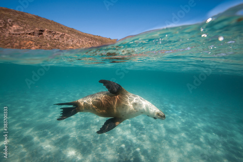 A Sea Lion swims playfully under the surface