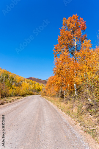 Dirt road with aspen trees in a scenic autumn landscape