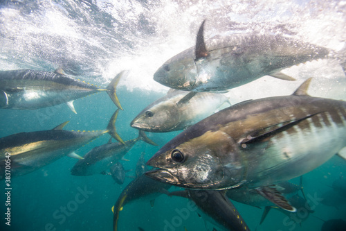 A school of tuna hunt for food