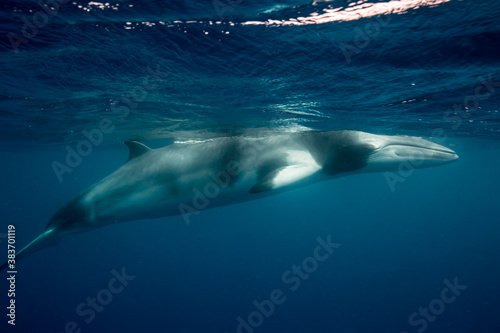 A Dwarf Minke Whale swims to the surface to breathe © Jemma Craig