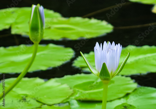 white water lily in the pond