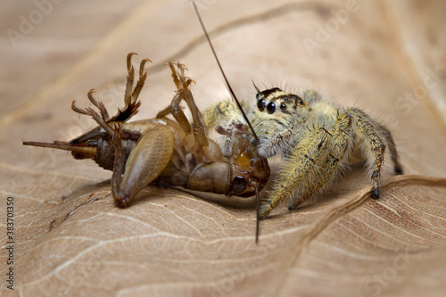 Macro shot Jumping spider hyllus diardi eating cricket