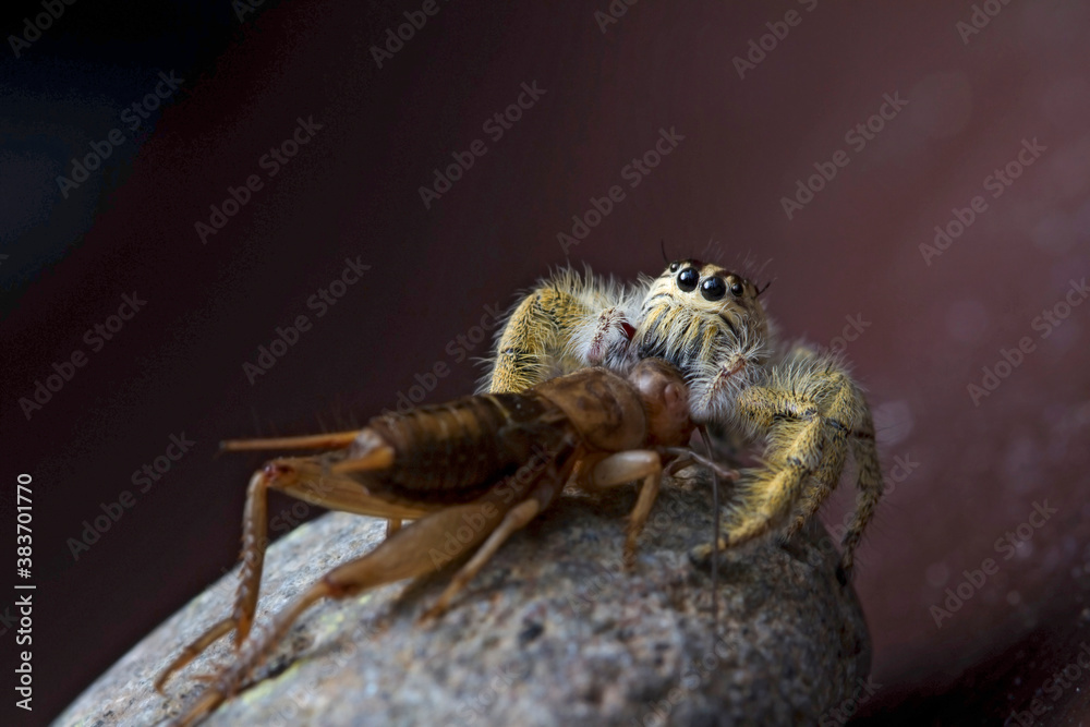 Obraz premium Macro shot Jumping spider hyllus diardi eating cricket