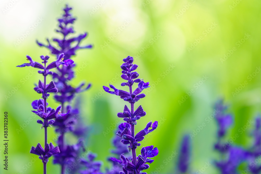 Obraz premium Blue Salvia farinacea flowers, or Mealy Cup Sage on green background, close-up.