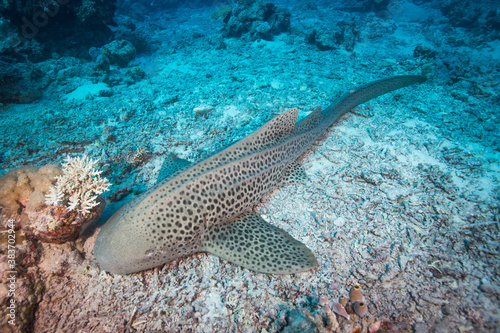 A Leopard shark sits on the reef