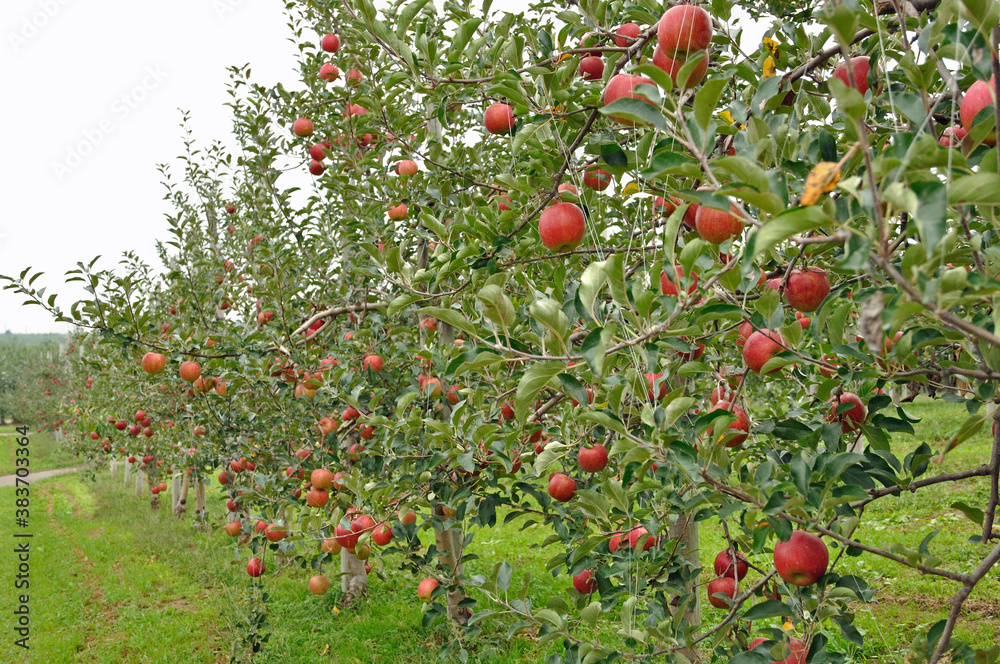 弘前・弘前市リンゴ公園のリンゴ園