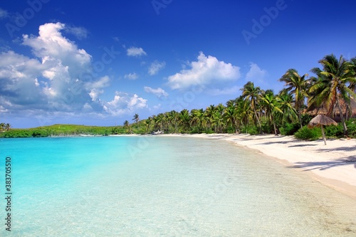 Contoy Island palm treesl caribbean beach Mexico photo